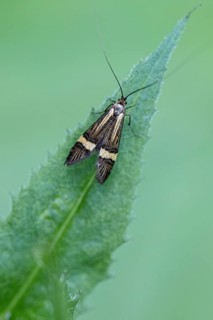 Longhorn butterfly (Nemophora degeerelle), Emsland, Lower Saxony, Germany, Europe