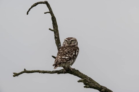 Little owl (Athene noctua), Emsland, Lower Saxony, Germany, Europe
