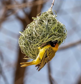 Southern masked weaver (Ploceus velatus) sitting on a weaver bird's nest, Etosha National Park,