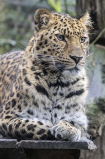 Amur leopard (Panthera pardus orientalis), portrait, Nordhorn Zoo, Lower Saxony, Germany, Europe