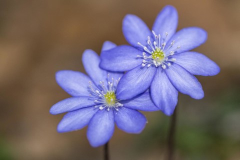Liverwort (Hepatica nobilis), North Rhine-Westphalia, Germany, Europe