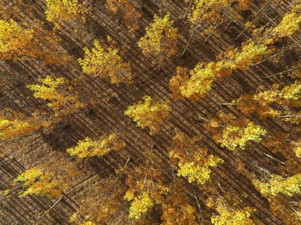 European Aspen (Populus tremula) in autumnal colours. Cultivated for timber. Aerial view. Drone