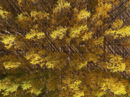 European Aspen (Populus tremula) in autumnal colours. Cultivated for timber. Aerial view. Drone