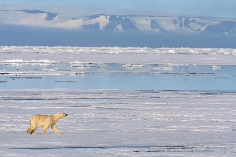 Polar bear (Ursus maritimus), goes, pack ice, ice floes, Svalbard, Norway, Europe