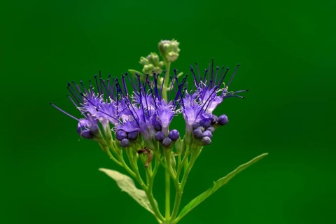 Clandon caryopteris (caryopteris x clandonensis), flower, flowering, Germany, Europe