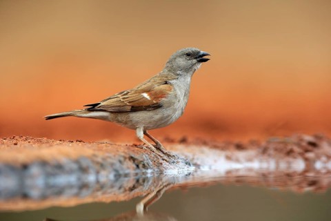 Northern grey-headed sparrow (Passer griseus), adult, at the water, Kruger National Park, Kruger