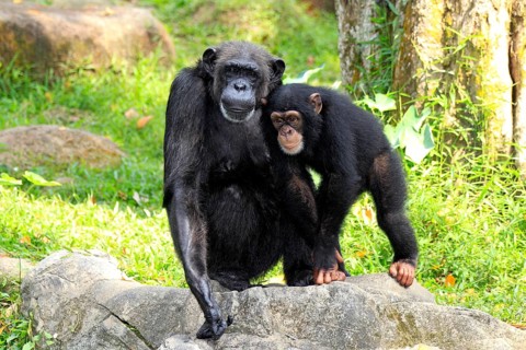 Chimpanzee (Pan troglodytes troglodytes), mother, female, young animal, social behaviour,