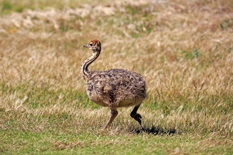 South African ostrich (Struthio camelus australis), juvenile running, Cape of the Good Hope, Table