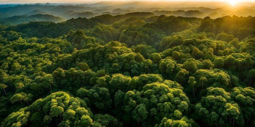 Aerial view of rainforest with beautyful sunrise at the horizon, AI generated