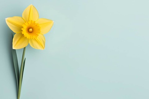 Single yellow Daffodil spring flower on side of blue bakcground with copy space. KI generiert,