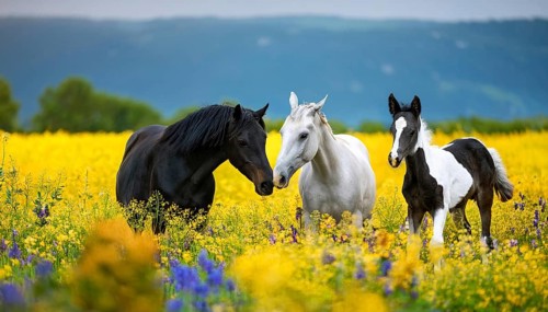 Horse family, stallion, mare and two foals, studio, AI generated