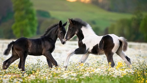 AI generated, Two young black and white foals playing on a flower meadow, Studio, AI generated