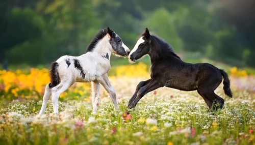 AI generated, Two young colourful foals playing on a flower meadow, Studio, AI generated