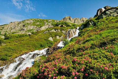 Alpine Wysse stream plunges over boulders into the depths, blooming alpine roses in the foreground,