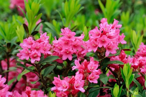 Rusty-leaved alpenrose, Rhododendron ferrugineum, Swiss Alps
