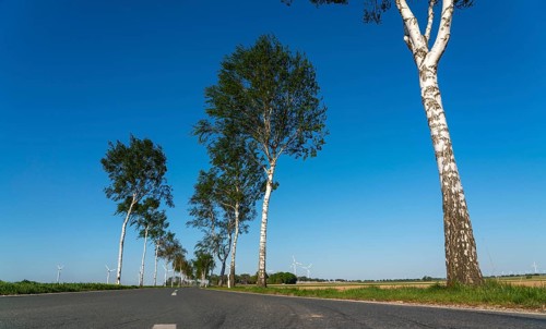 Birch avenue, country road, near the village of Katzem, Heinsberg district, wind farm, North