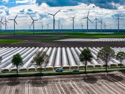 Agriculture, large areas with foil tunnel, for the cultivation of strawberries, freshly cultivated