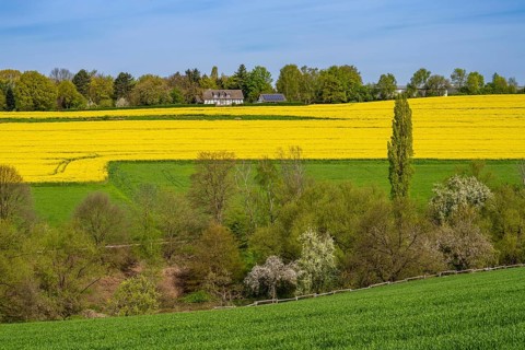 Spring, rape field in bloom, between Rohmbachtal and Rossenbecktal, half-timbered house, farm, in