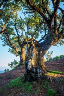 Centuries-old til trees in fantastic magical idyllic Fanal Laurisilva forest on sunrise. Madeira