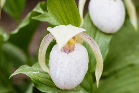 Beautiful orchids of different colors on green background in the garden. Lady's-slipper hybrids.