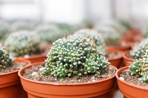 Beautiful succulent plant in greenhouse. Closeup, floral patterns, selective focus