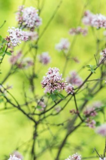 Blooming lilac in the botanical garden in spring
