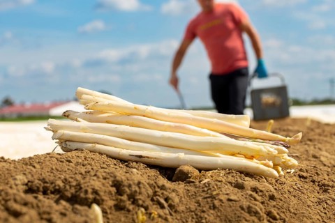 Agriculture asparagus harvest in Mutterstadt, Palatinate