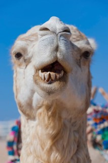 Dromedary (Camelus dromedarius), Arabian camel in head portrait, head, animal, farm animal, teeth,