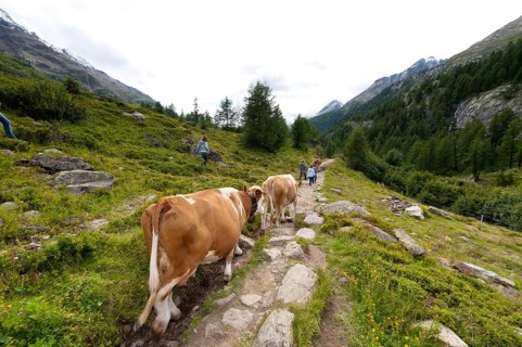 Hiking with cows on the Langgletscher in Valais, Bernese Alps, hiking trail, hike, Lötschental,
