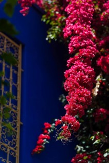 Majorelle Garden, botany, bougainvillea, flora, plant, botany, flower, tropical, climate,