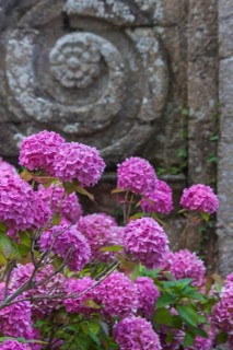 Pink hydrangea in front of a historic building, Abbaye de Beauport, Brittany, France, Europe