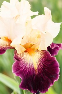 Beautiful multicolored iris flower bloom in the garden. Close up, fragility and summer concept