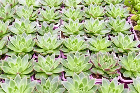 Small succulent plants background. greenhouse, top view, floral texture