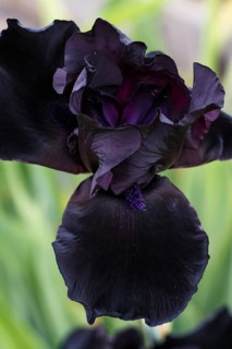 Beautiful dark blue iris flower bloom in the garden. Close up, fragility and summer concept