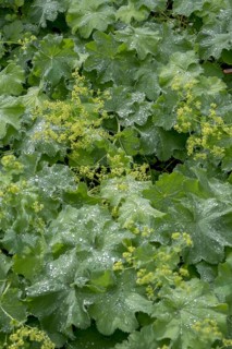 Lady's mantle (Alchemilla mollis) with raindrops, North Rhine-Westphalia, Germany, Europe