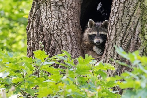 A raccoon (Procyon lotor) looks out of a hollow tree trunk in a green, wooded area, Hesse, Germany,