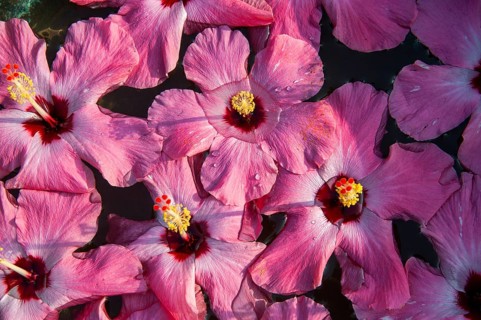 Hibiscus (Hibiscus) flowers in water, decoration, Hotel Purity, Malabar Escapes, Vembanad Lake,