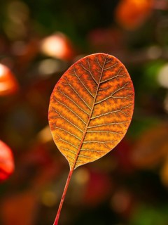 Eurasian Smoke Tree (Cotinus coggygria), or Wig Bush in garden, single leaf in autumn color, with