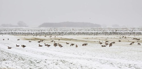Greylag Geese (Anser anser), flock grazing on a meadow in a snow storm, at the end of March, island