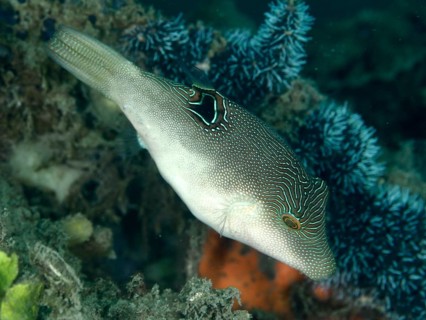 A pufferfish, Eye-spotted Pufferfish (Canthigaster solandri), swimming near Blue coral in the sea,