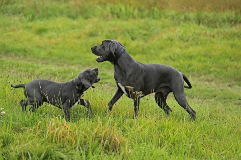 Great Dane, Saupacker, Great Dane