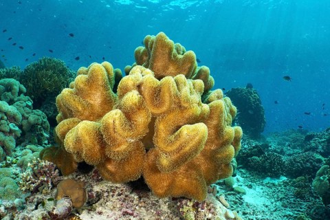 Mushroom leather coral (Sarcophyton glaucum) in sunlight, surrounded by small fish, dive site Coral