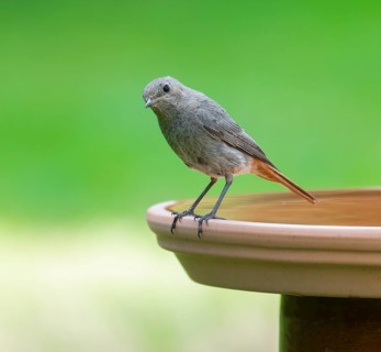 Black redstart (Phoenicurus ochruros), female standing on a bird bath, Lower Saxony, Germany,