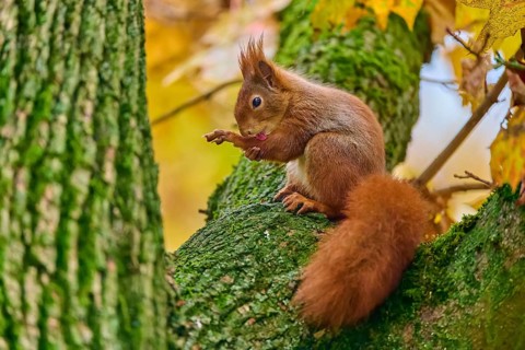 Eurasian squirrel (Sciurus vulgaris), sitting on a tree in an autumnal setting with colourful