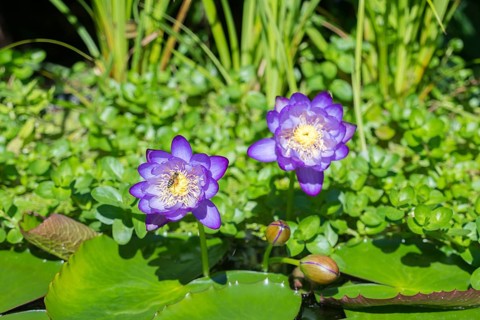 Blue-purple coloured tropical water lilies in a garden pond, Gigantea Dark Purple, water lily,
