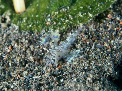 Tiny transparent fish with blue patterns, zebra dwarf lionfish (Dendrochirus zebra) juvenile, on