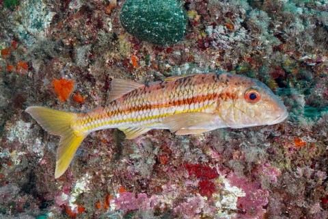 A striped barb (Mullus surmuletus) swimming along a reef, dive site L'anse aux blés, Giens