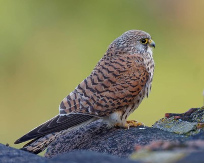 Female lesser kestrel (Falco naumanni), Extremadura, Spain, Europe