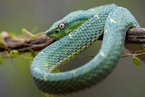 Bothriechis lateralis (Bothriechis lateralis), sitting on a branch, Heredia province, Costa Rica,