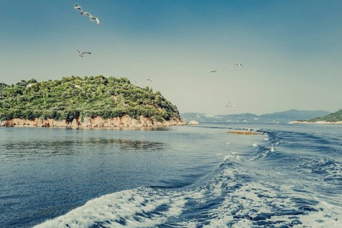Seagulls off the coast of the Greek island of Skiathos, Greece, Europe